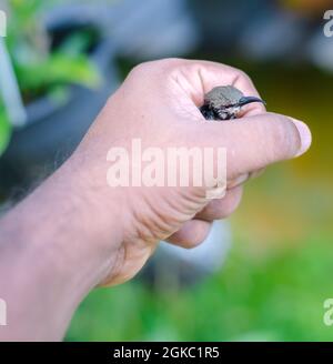 Karminrote Sonnenvögel schlüpfen mit einer männlichen Hand. Neugeborenes Baby Vogel in der Wärme des freundlichen Menschen, das Konzept der helfenden Hand zu t Stockfoto