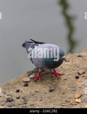 Straßentaube, die auf dem Betonpflaster in der Nähe des Sees auf das Futter pickt. Stockfoto