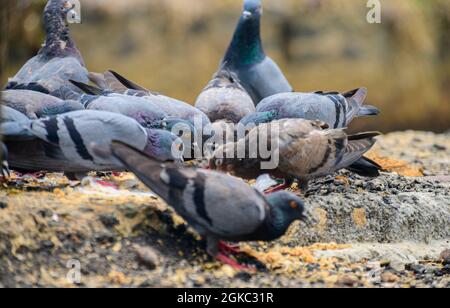 Eine Herde hungriger Tauben, die in den Straßen Müll fressen. Bescheidene Reinigungsdiener der schönen Mutter Natur. Stockfoto