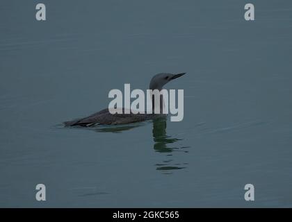 Rotkehltauch (Gavia stellata), Schwimmen im Noss Sound, Festland, Shetland Stockfoto