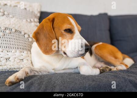 Ausgewachsener Rüde-Beagle-Hund, der in Gartenmöbeln ruht. Geringe Schärfentiefe. Stockfoto
