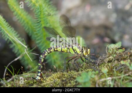 Südliche Hawker-Libelle, Aeshna cyanea, Eier am Rand des Gartenteiches legen, September Stockfoto