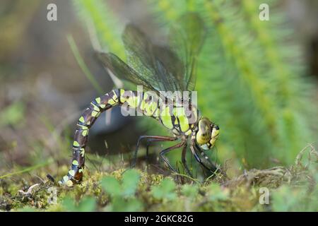 Südliche Hawker-Libelle, Aeshna cyanea, Eier am Rand des Gartenteiches legen, September Stockfoto