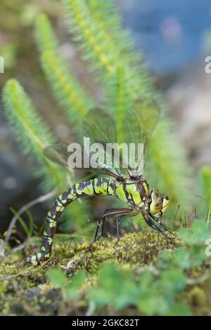Südliche Hawker-Libelle, Aeshna cyanea, Eier am Rand des Gartenteiches legen, September Stockfoto