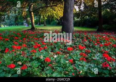 The Knoll, ein kleiner Park in Hayes, Kent, Großbritannien. Leuchtend rote Blumen und Bäume im Knoll Park. Konzentrieren Sie sich auf Blumen im Vordergrund. Stockfoto