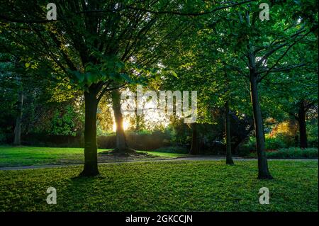 The Knoll, ein kleiner Park in Hayes, Kent, Großbritannien. Bäume im Knoll Park mit der Sonne im Hintergrund und dem Sonnenlicht, das durch die Blätter filtert. Stockfoto