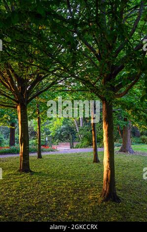 The Knoll, ein kleiner Park in Hayes, Kent, Großbritannien. Bäume im Knoll-Park mit der Sonne, die die Baumstämme mit dem Parktor dahinter erhellt. Stockfoto