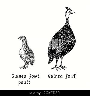 Guinea-Geflügel mit Poult. Tinte schwarz-weiß Doodle Zeichnung in Holzschnitt-Stil Illustration Stockfoto