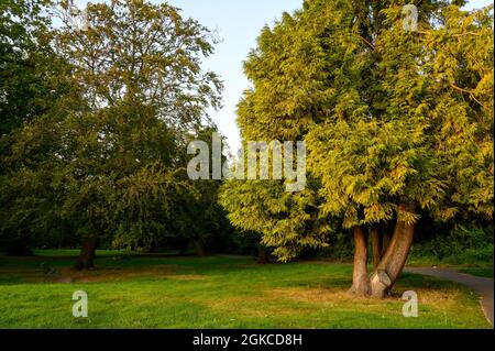 The Knoll, ein kleiner Park in Hayes, Kent, Großbritannien. Bäume im Knoll Park in der späten Nachmittagssonne. Hayes liegt im Stadtteil Bromley im Großraum London. Stockfoto