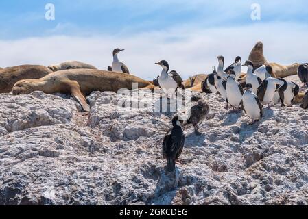 Seelöwen und Kormoran-Kolonie an der argentinischen Küste von Patagonien Stockfoto