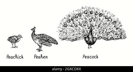 Pfau mit offenem Schwanz, Vorderansicht, Peahen und Peachick Seitenansicht. Tinte schwarz-weiß Doodle Zeichnung in Holzschnitt-Stil Illustration Stockfoto