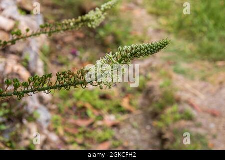 Ornithogalum longebracteatum, Schwangere Zwiebelpflanze Stockfoto