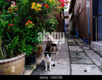 Eine schwarz-weiße Katze sitzt am Eingang einer kleinen Gasse in der Küstenstadt Hua hin, Thailand Stockfoto