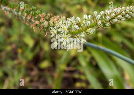 Ornithogalum longebracteatum, Schwangere Zwiebelpflanze Stockfoto