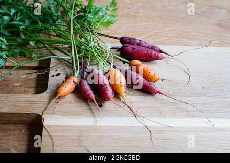 Ein Haufen selbstgewachsener Karotten auf einem hölzernen Schneidebrett. Bio gesunde Karotten in verschiedenen Farben und Größen. Stockfoto