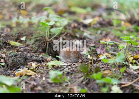 Bankmaus ( Myodes glareolus), die sich von Samen aus dem Vogelfutterhäuschen ernährt. Herefordshire, Großbritannien. August 2021 Stockfoto
