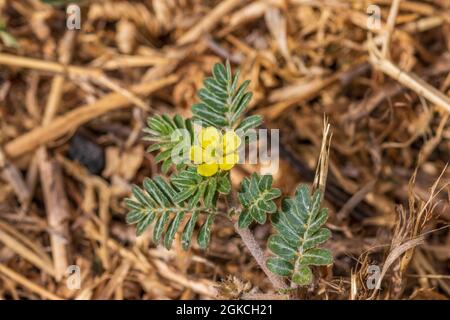 Tribulus terrestris, Blütenpflanze Stockfoto