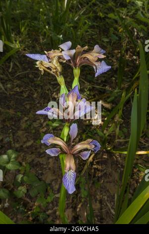 Stinking Iris (Iris foetidissima) wächst in einem Naturschutzgebiet in der Landschaft von Herefordshire im Vereinigten Königreich Juni 2021. Stockfoto