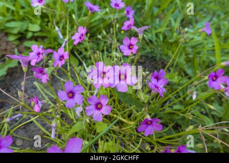 Violet Wood Sorrel (Oxalis violacea) auch bekannt als Sauergräser und saurer Trefoil Herefordshire UK. Juni 2021 Stockfoto