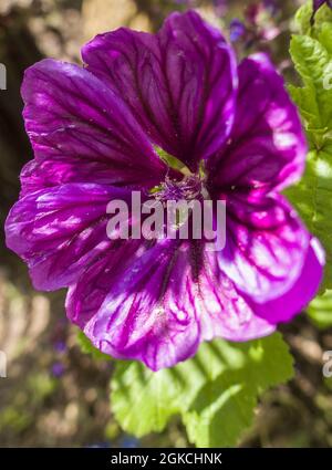 Baummallow (Malva arborea) stammt aus Südeuropa, ist aber inzwischen weit eingebürgert. Hereford, Großbritannien, Juli 2021 Stockfoto