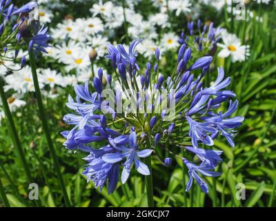 Agapanthus praecox blaue Lilie im Hintergrund von weißen Gänseblümchen-ähnlichen Blüten Leucanthemum Maximum. Afrikanische Lilie, Nillilie, Familie der Amaryllidaceae Stockfoto