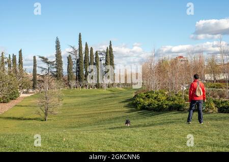 Ein Mann in rot-blauer Sportkleidung wirft einen Tennisball für seinen Hund, um in einem Park in einer großen europäischen Stadt Spaß und Bewegung zu haben. Stockfoto