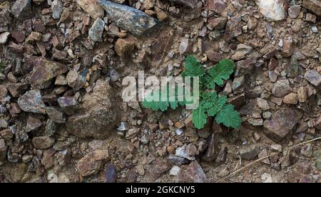 Pflanzen Stockfoto