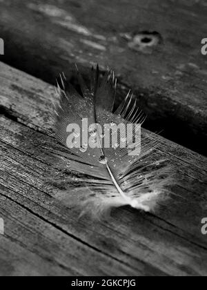 Schöne detailreiche Feder mit Tropfen in Schwarz und Weiß Stockfoto