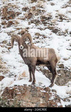 Bighorn-Schafe (Ovis canadensis) im Yellowstone-Nationalpark im Winter Stockfoto