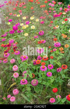 Zinnia blüht zwischen Gräsern in einem englischen Garten. VEREINIGTES KÖNIGREICH Stockfoto