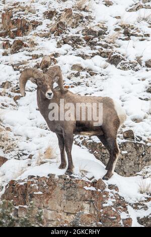 Bighorn-Schafe (Ovis canadensis) im Yellowstone-Nationalpark im Winter Stockfoto