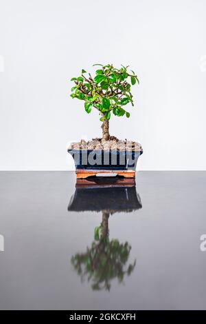 Einsamer Bonsai in blauem Topf auf grauem Metalltisch und weißem Hintergrund Stockfoto