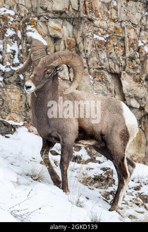 Bighorn-Schafe (Ovis canadensis) im Yellowstone-Nationalpark im Winter Stockfoto