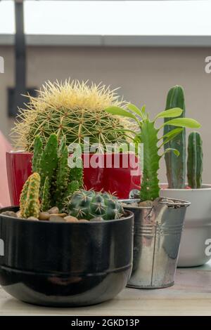 Set von Kakteen verschiedener Sorten in hübschen Töpfen auf einem Holztisch Stockfoto