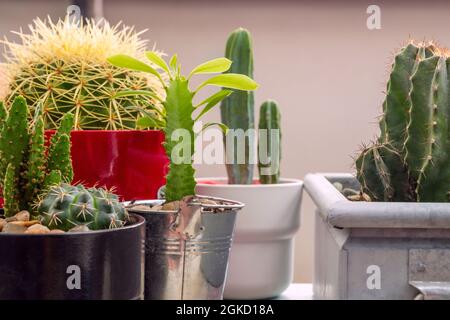 Kakteen und Sukkulenten in bunten Töpfen auf einer städtischen Terrasse Stockfoto