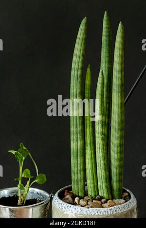 Cyirkuläre sansevieria und kleines Spathiphyllum in Töpfen mit schwarzem Hintergrund. Dekorative Zimmerpflanzen Stockfoto