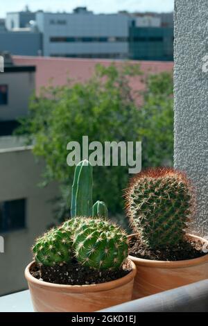 Töpfe mit Cereus Kaktus, Igel und Fasskaktus und matucana auf der Dachterrasse mit Aussicht Stockfoto