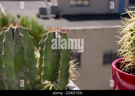 Echinocactus grusonii, oder Schwiegermutter Sitz, grüner Cereus Kaktus, mit roten Spitzen an der Spitze auf einer sonnigen Terrasse. Dekorative Zimmerpflanzen. Stockfoto