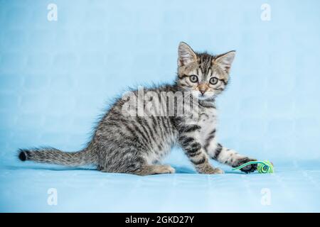 Hübsche Baby gestreifte Katze, die mit einer bunten Seilmaus auf blauem Hintergrund spielt Stockfoto