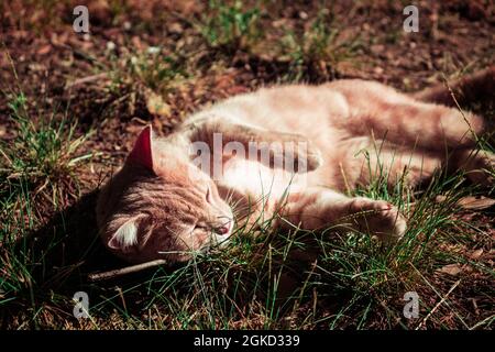 Goldenes orangefarbenes Abendlicht auf einer Katze, die im Gras liegt Stockfoto