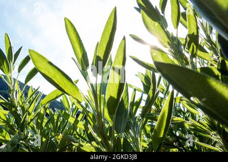 Salbeipflanzen-Leafs Stockfoto