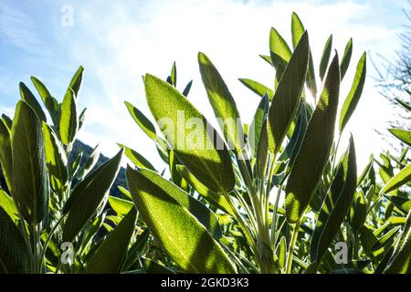 Salbeipflanzen-Leafs Stockfoto