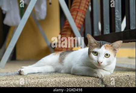 Die weißen Flecken Katze mit grünen Augen lügen und sieht von oben Stockfoto