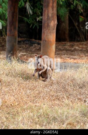 Das Känguru. Das Känguru ist ein Beuteltier aus der Familie Macropodidae. Stockfoto