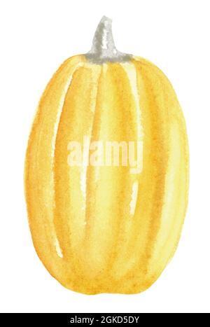 Aquarell handgezeichnete isolierte Kürbis Illustration für Ihr Design Stockfoto