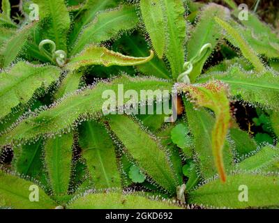 Fleischfressende Pflanze oder Insektenfresser (Drosera capensis) Stockfoto