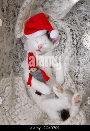 Das kleine weiße Kätzchen schläft süß auf dem Rücken auf einem leichten, weichen Strickschal in einem Weihnachtsmütze und umarmt einen Weihnachtselfen mit seinen Vorderpfoten. Christm Stockfoto