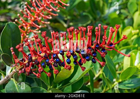 Exotische Blütenpflanze (Norantea brasiliensis) Stockfoto