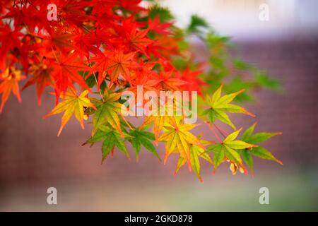 Blätter auf Baum im Herbst natürliche Farbverlauf verschiedene Farben Stockfoto