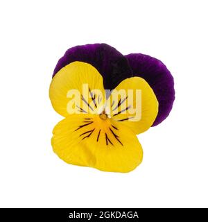 Draufsicht auf den Kopf einer einzigen Pansy aka Viola Cornuta Blume. Isoliert auf weißem Hintergrund. Stockfoto